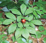 red ginseng growing outside