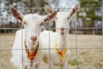 goats seen during farm tours
