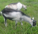 Goats feeding on forages