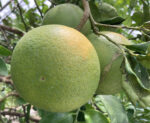 a cluster of grapefruit on a tree
