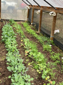 leafy vegetables in a high tunnel