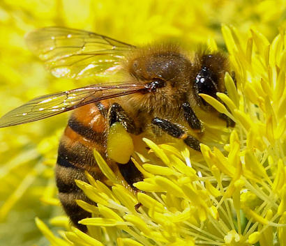 honey bee cropped on a yellow flower