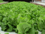hydropponic lettuce growing inside