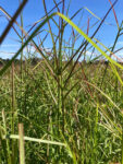 limpograss growing in a field
