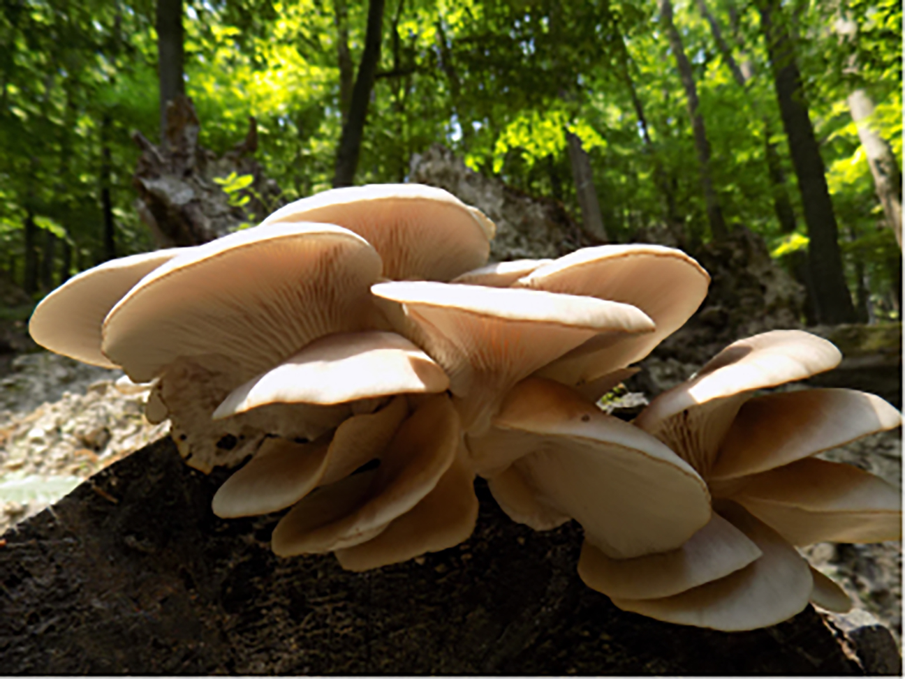 Mushrooms growing on logs.