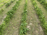 Southern pea planted in crop rows