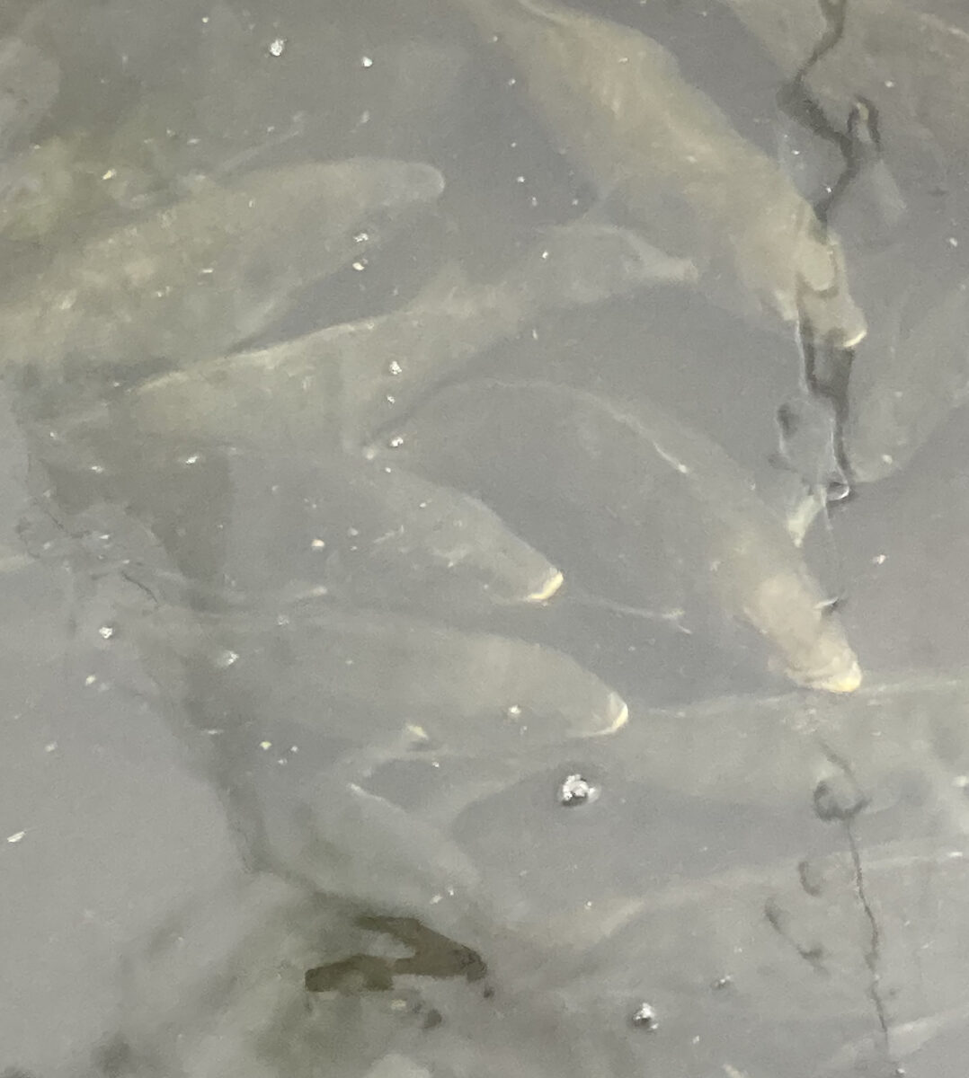 a tank of pinfish