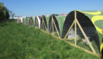 poultry houses in a row with rounded coverings