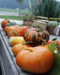 Different patterns of orange and white pumpkins all in a row outside