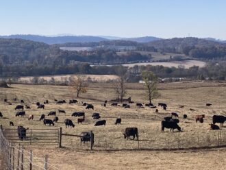 cattle grazing in field