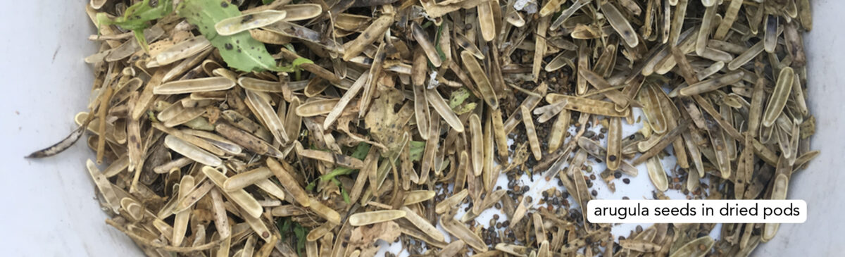 arugula seeds in dried pods