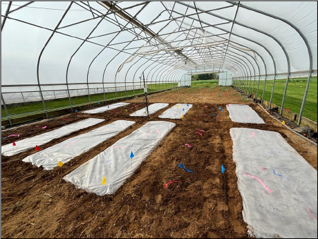 soil solarization in an open high tunnel