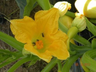 squash bugs in squash flower