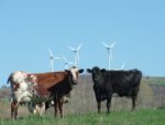 Brown and black cows looking at the camera in front of wind turbines
