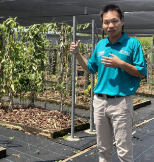 University of Florida researcher Xingbo Wu standing next to vanilla cultivars