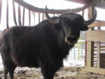 Yak bull with large horns.